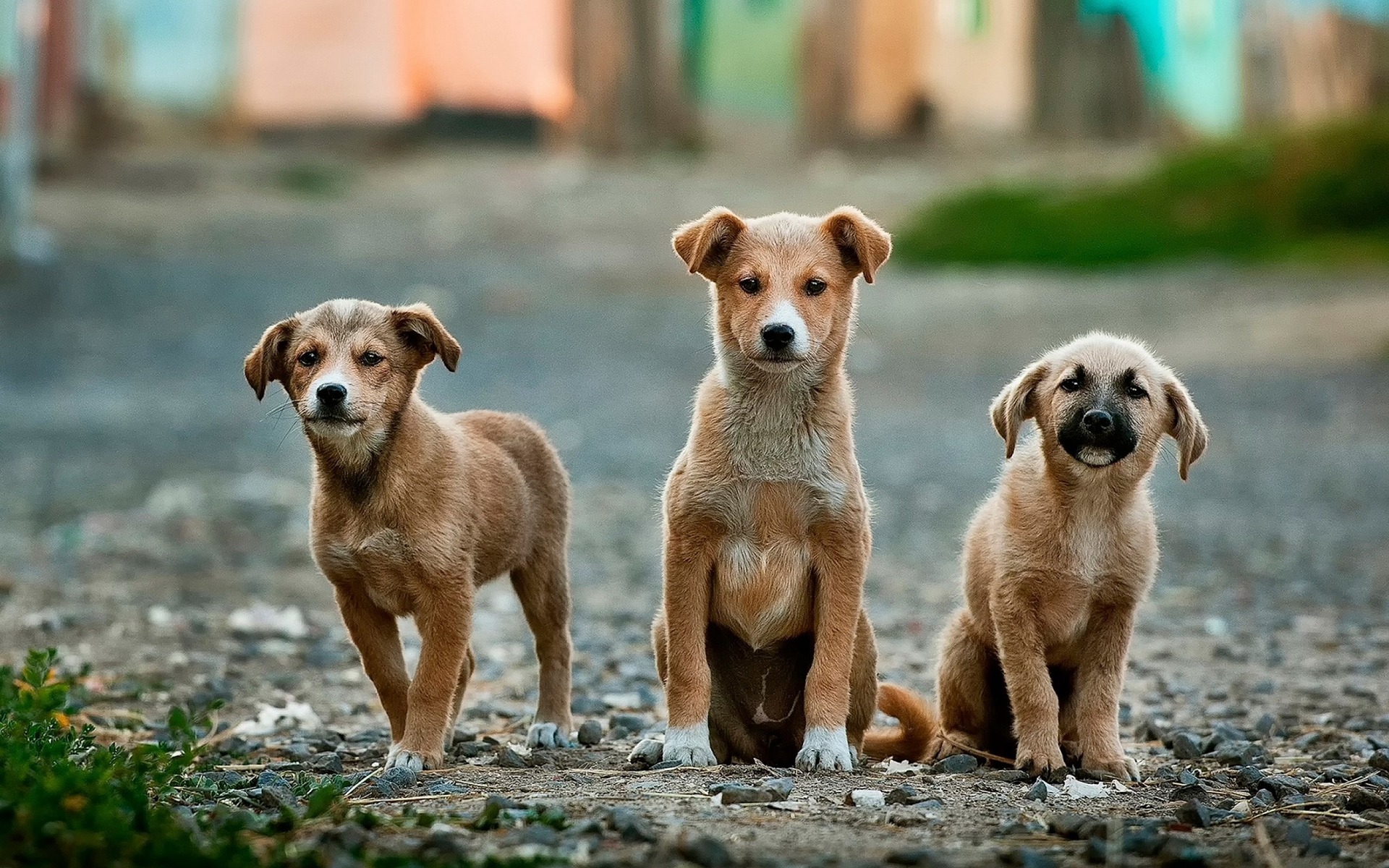 Schenkeveld Advocaten - honden