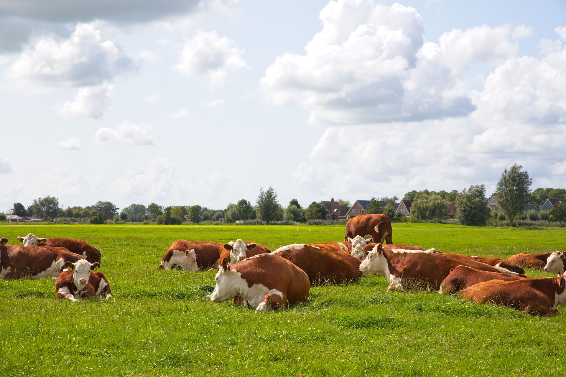 Schenkeveld Advocaten - koeien wei