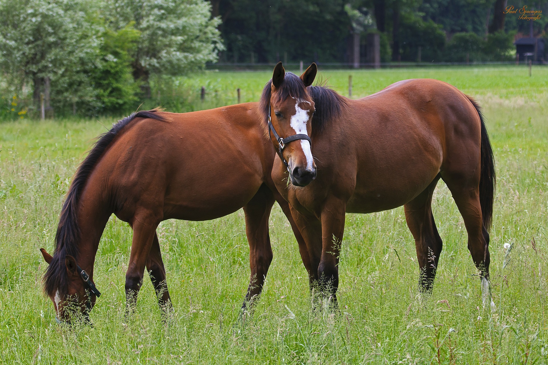 Schenkeveld Advocaten - paarden weiland