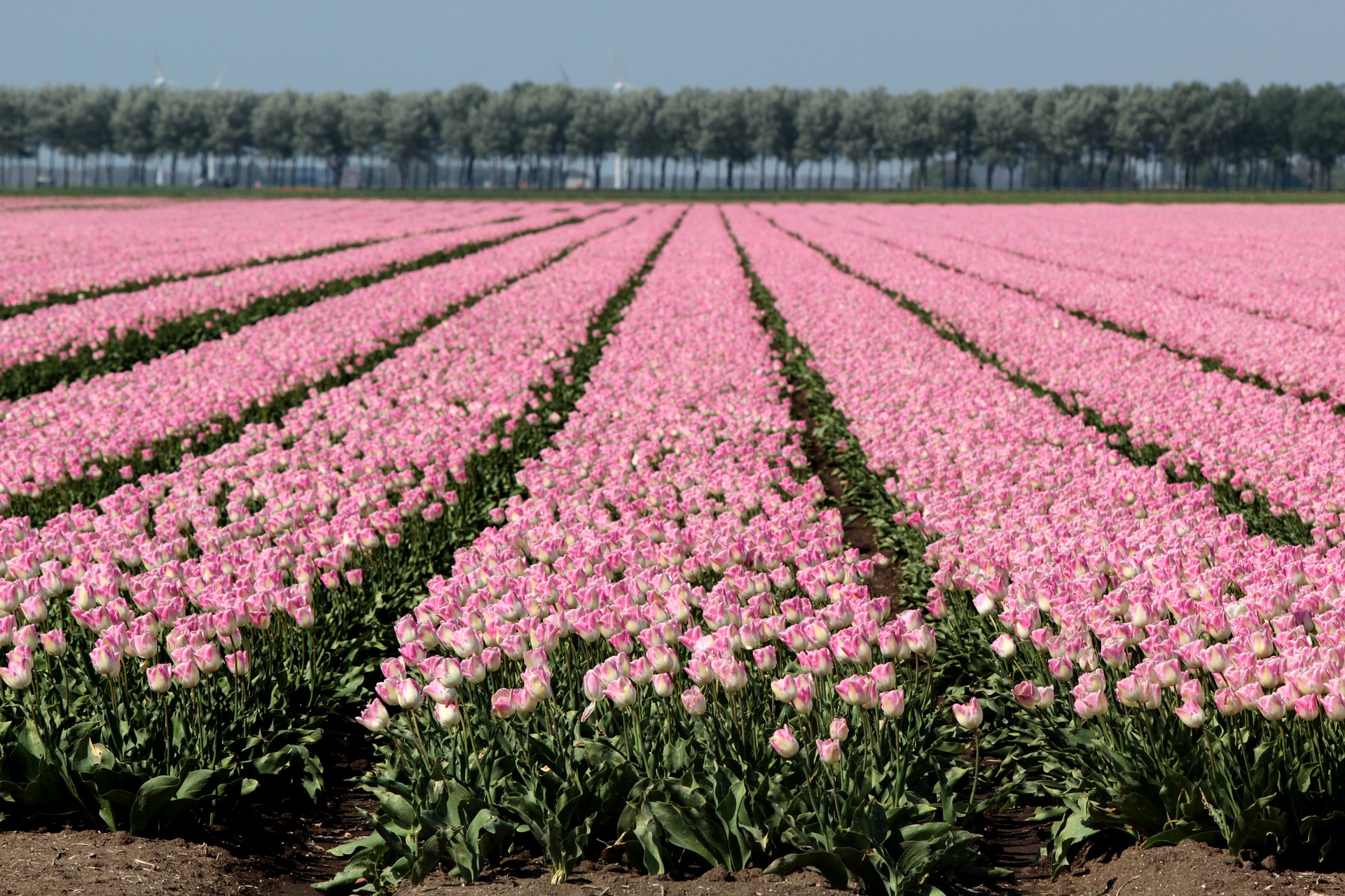 Schenkeveld Advocaten - bollenveldenjpg