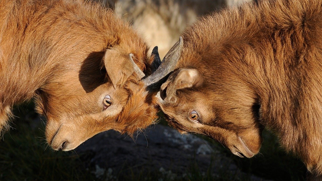 Schenkeveld Advocaten - geiten geschil