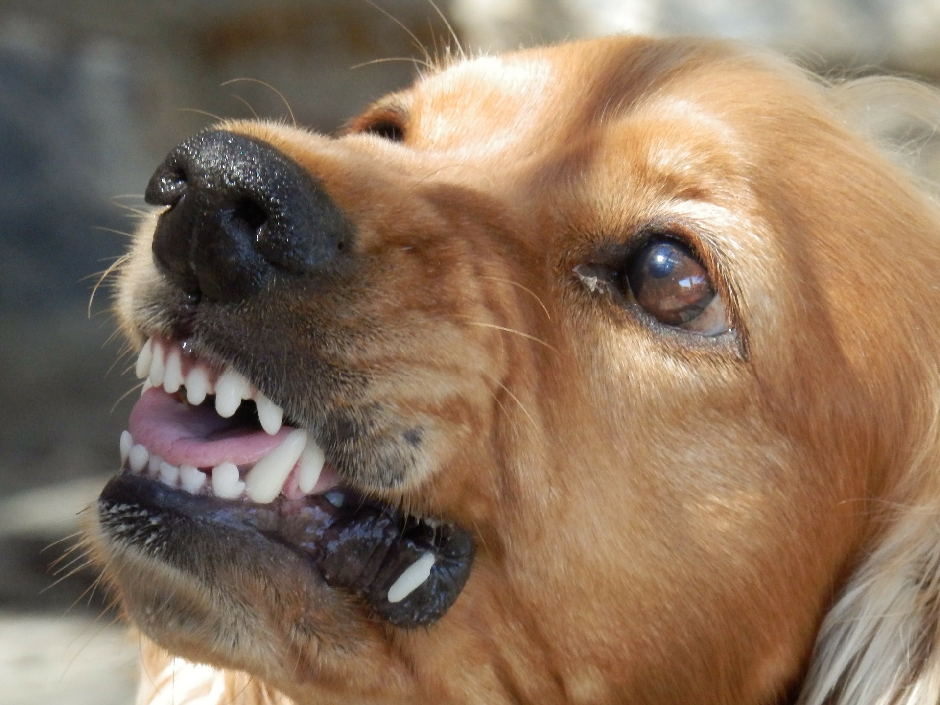 Schenkeveld Advocaten - hond boos